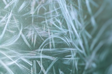 arka plan için kuş tüyü