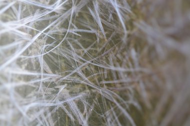 arka plan için kuş tüyü