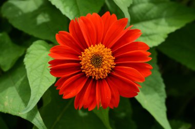 güzel parlak turuncu çiçek