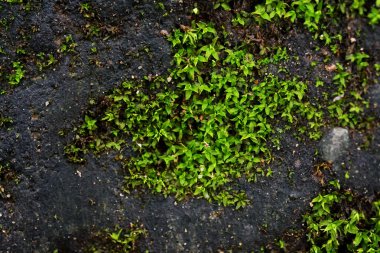 Zemin üzerinde Moss yeşil arka plan.