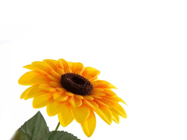 Sonnenblume Nahaufnahme Isoliert — Stockfoto