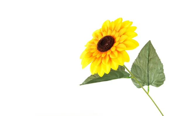 Sonnenblume Nahaufnahme Isoliert — Stockfoto