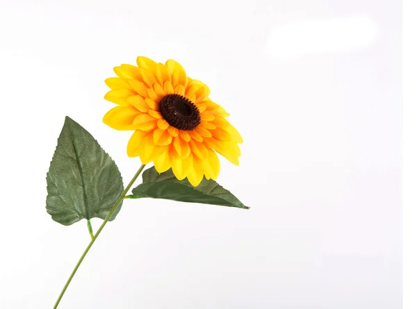 Sunflower Close Isolated — Stock Photo, Image