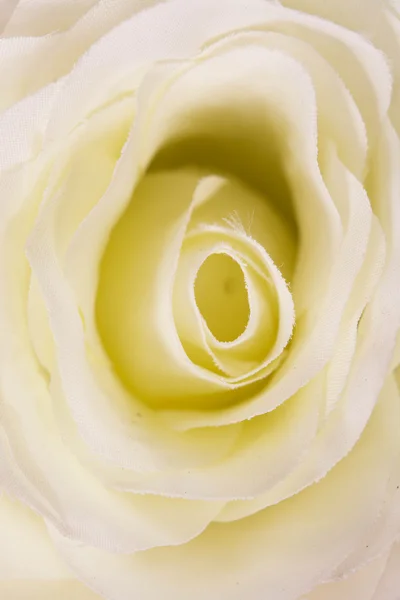 Квітка Красиві Пелюстки — стокове фото