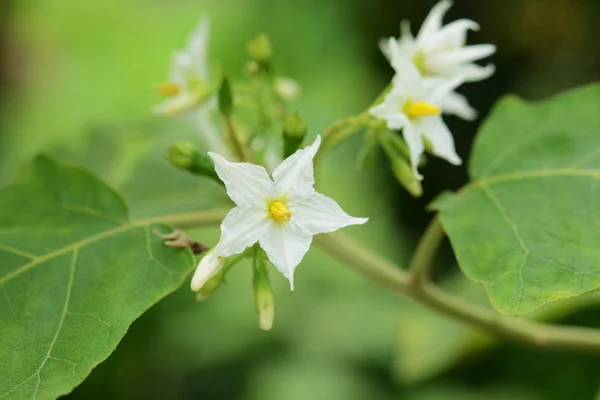 Pea Aubergine Blomma Trädgården — Stockfoto