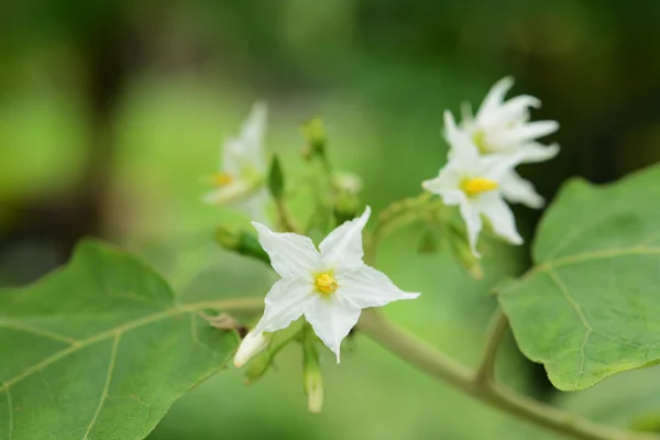 Erbsen Auberginen Blume Garten — Stockfoto