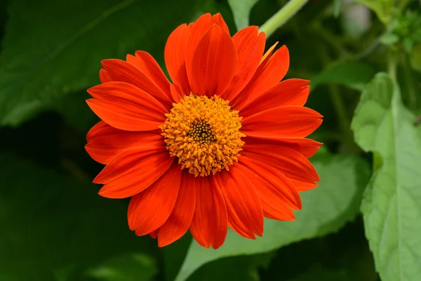 Beautiful Bright Orange Flower — Stock Photo, Image