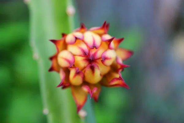 火龙果芽树上 — 图库照片