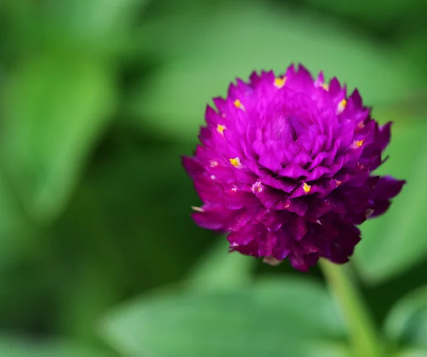 Globe Amaranth Eller Gomphrena Globosa Blomma — Stockfoto