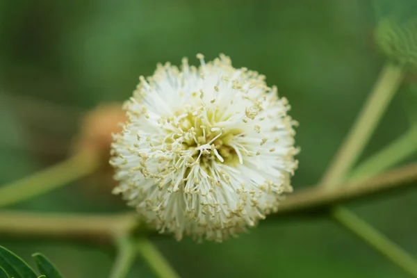 Leucaena Blume Schönheit Der Natur — Stockfoto