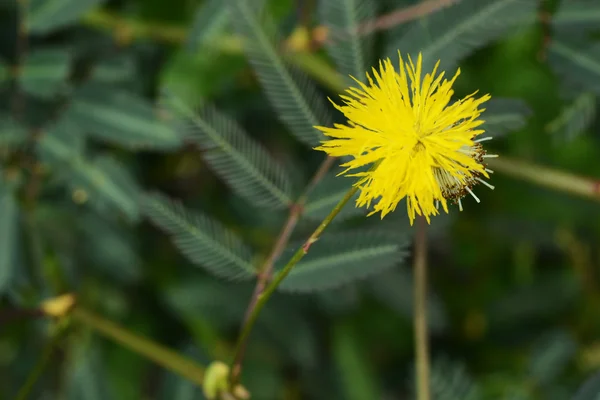 Leucaena Blume Schönheit Der Natur — Stockfoto