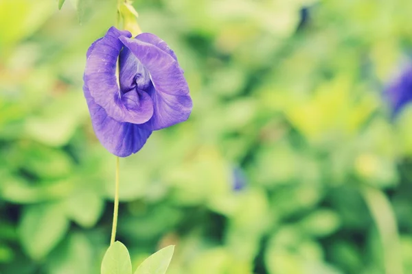 Purple Flowers Edible — Stock Photo, Image