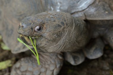 eski kaplumbağa yemek yeme