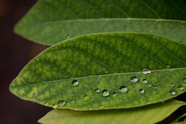 Su damlaları ile güzel yeşil yaprak 