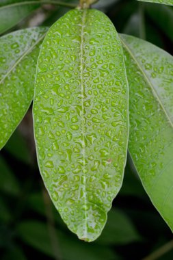 Su damlaları ile güzel yeşil yaprak 
