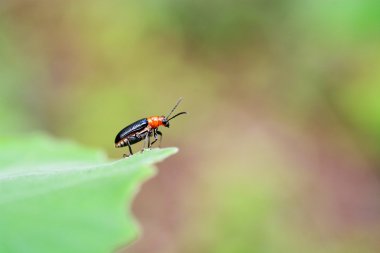 Güzellik böcek böcek üzerinde yeşil yaprak