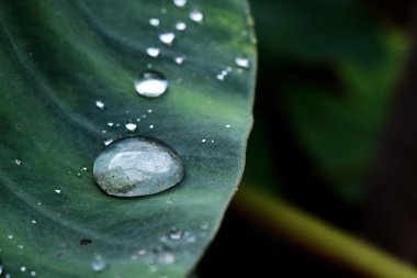Su damlaları ile güzel yeşil yaprak 