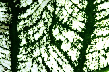 yeşil yaprak dokusu arkaplanı