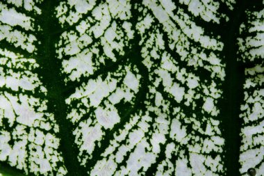 yeşil yaprak dokusu arkaplanı