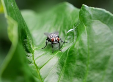 ev fly(flies) yakın yeşil yaprak üzerinde oturan