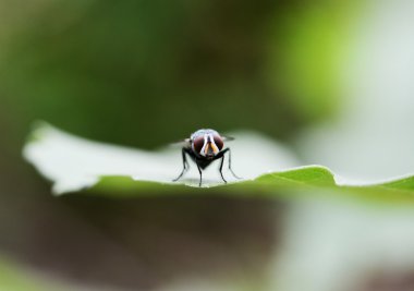 ev fly(flies) yakın yeşil yaprak üzerinde oturan