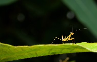 Güzel genç Praying Mantis - Mantis bileğinde 
