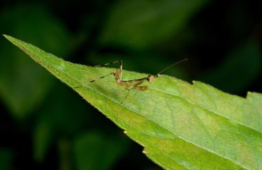 Güzel genç Praying Mantis - Mantis bileğinde 