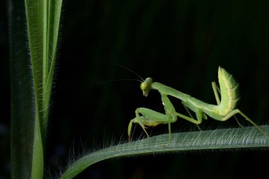 Güzel genç Praying Mantis - Mantis bileğinde 