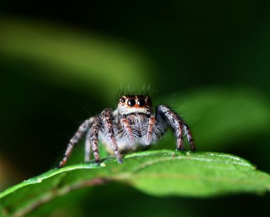 Yeşil yaprak örümcek yemek solucan atlama