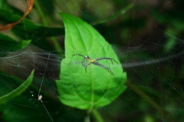 Örümcek ağı çapraz