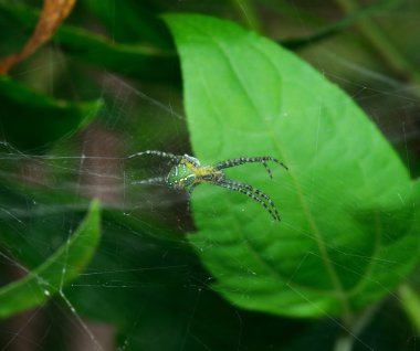 Örümcek ağı çapraz