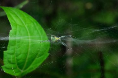 Örümcek yaprak üzerinde çapraz