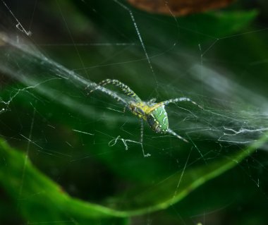 Örümcek yaprak üzerinde çapraz