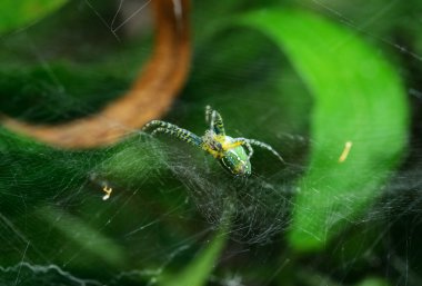 Örümcek yaprak üzerinde çapraz