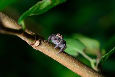 Yaprağın üzerinde zıplayan örümcek