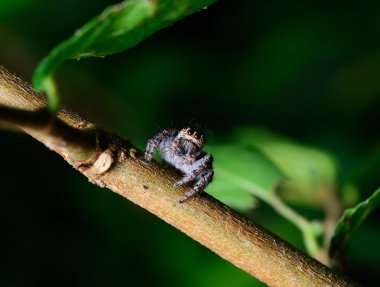 Yaprağın üzerinde zıplayan örümcek