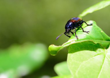Güzel metalik mavi yaprak böceği 