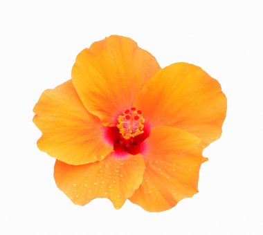 Arka planda turuncu lily