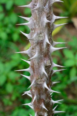 Thorn kuru diken dalı