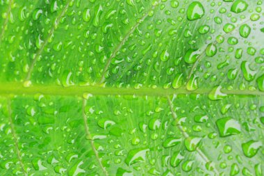 Su damlaları ile güzel yeşil yaprak 