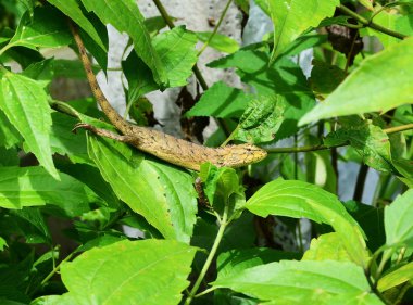 Bukalemun yaprak yeşil