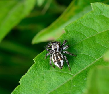 Yaprağın üzerinde zıplayan örümcek