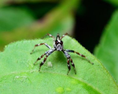 Yaprağın üzerinde zıplayan örümcek