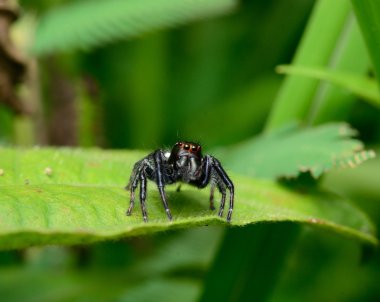 Yaprağın üzerinde zıplayan örümcek