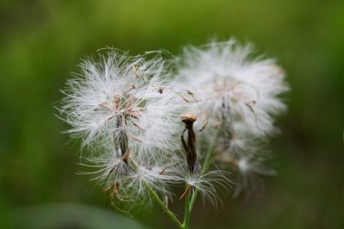 Karahindiba kafasına güzel bahar çayır 