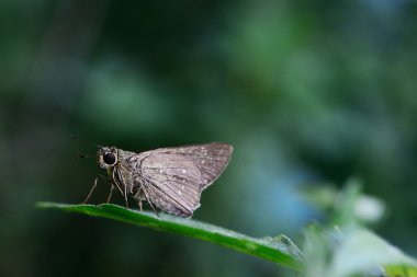 Yaprak üzerinde güzel kahverengi kelebek
