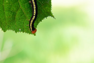 güzel kelebek caterpillar yaprak üzerinde