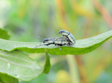 çiftleşme böcek üzerinde yeşil yaprak çiftler