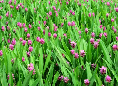 Pembe çiçekler alan arka plan