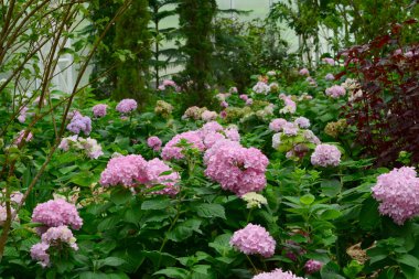  Güzel Hidangea çiçek doğası